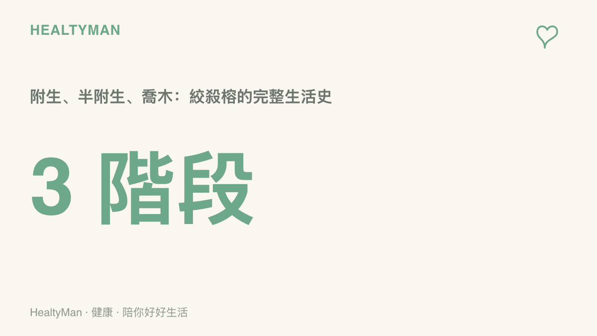 圖卡以數字三階段呈現絞殺榕的生活史，說明它從枝椏上的附生幼苗，進入半附生的纏繞時期，再到氣生根扎進土壤後長成喬木的過程