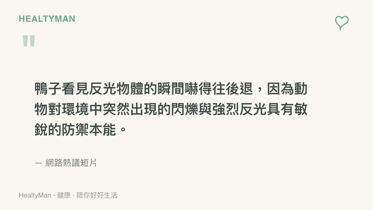 一隻鴨子看見反光物體後表現出強烈驚嚇與後退的逗趣反應，背後反映了動物對光線的敏感度。