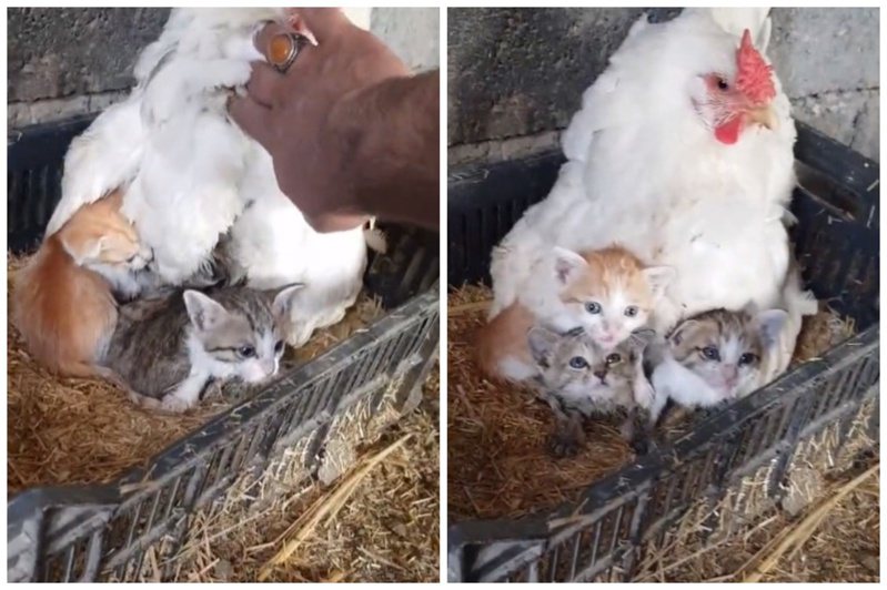 母雞孵的不是蛋而是三隻幼貓。圖取自抖音