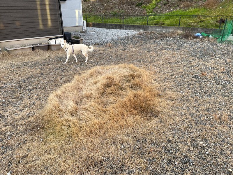 狗狗兩年來在同個地方上廁所，養分意外培育出一小片草叢。圖擷自X@aniriesuok