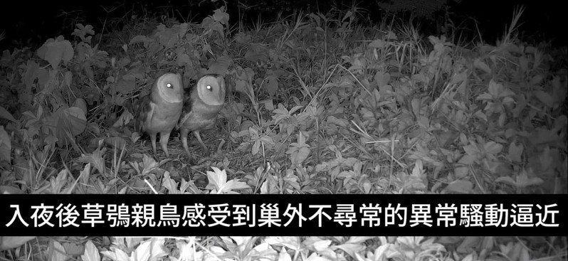 感受到威脅逼近的草鴞親鳥不安地警戒，卻無能為力，最後被迫離巢。圖／台南市野生動物保育學會提供